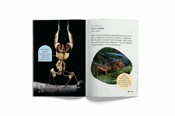 Incredible Insects (Mopoke Readers, Set 2) - Image 3